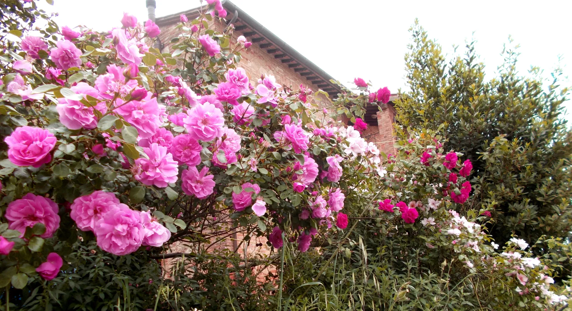Quiet person to feed and care for cat in Umbrian country house photo 3