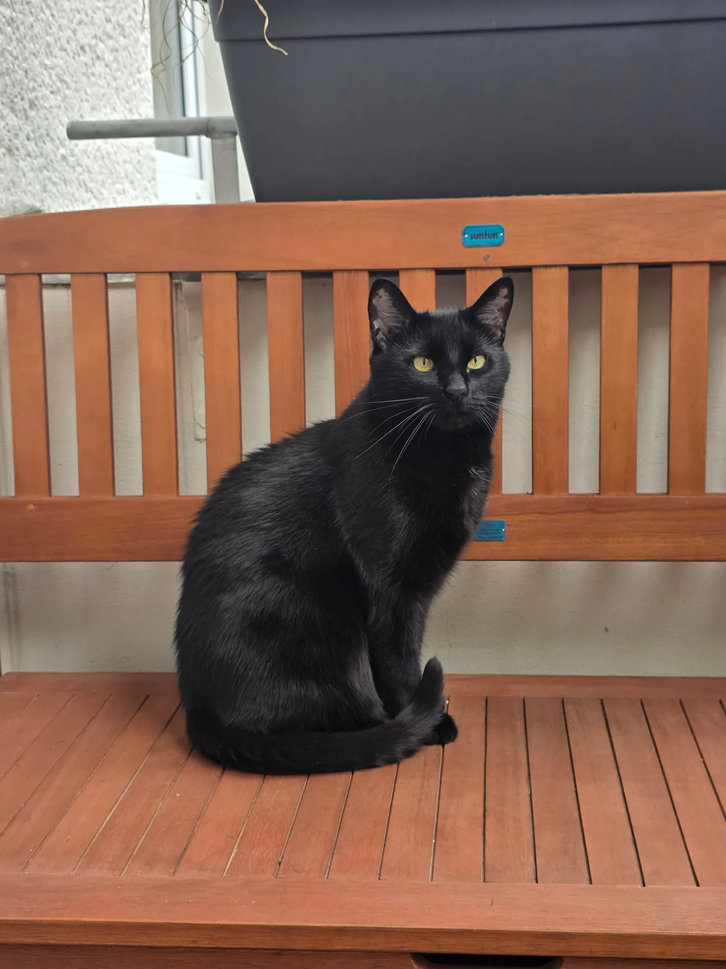Cozy, central apartment and a cat photo 3