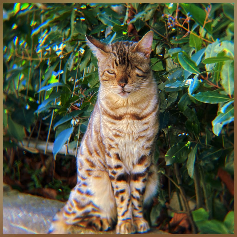 Félix photo 7