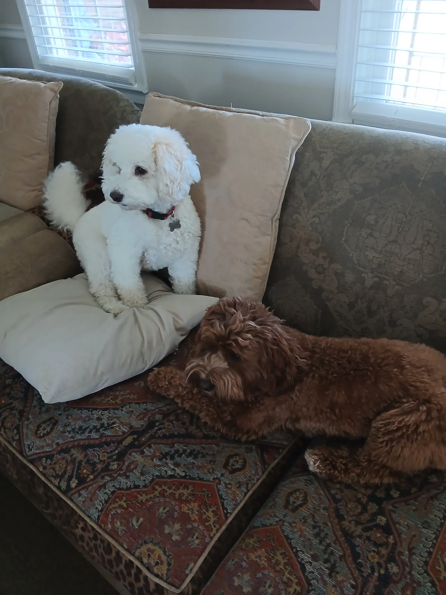 House Sitters America photo 5